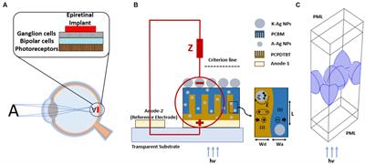 Enhanced organic photovoltaic-based retinal prosthesis using a cathode-modified structure with plasmonic silver nanoparticles: a computational study